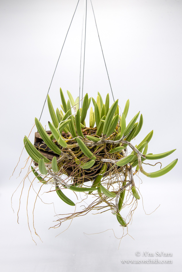 Dockrillia (Dendrobium) wassellii orchid images