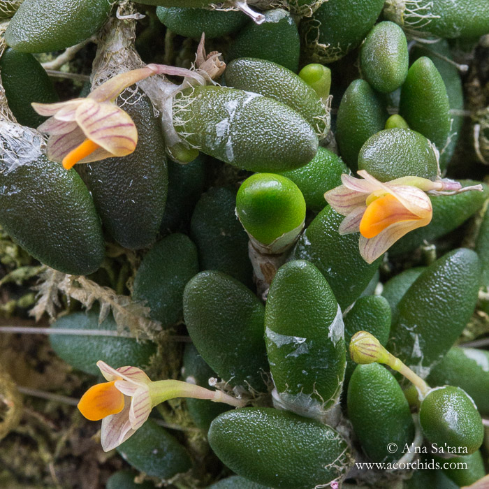 Dendrobium (Dockrillia) lichenastrum orchid images