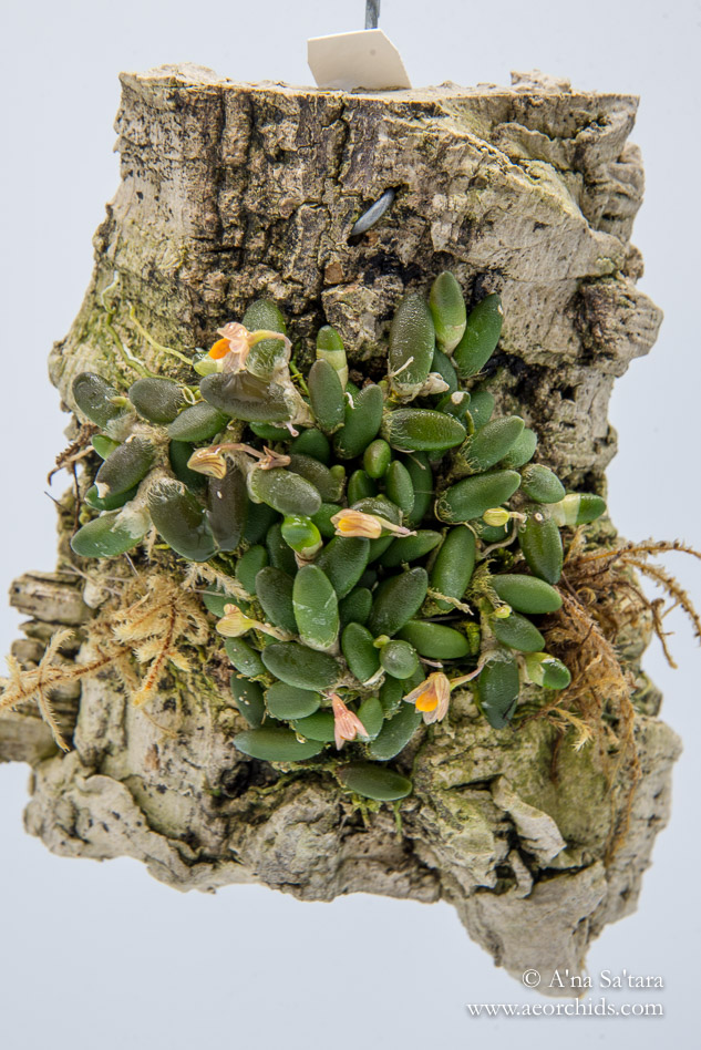 Dendrobium (Dockrillia) lichenastrum orchid images
