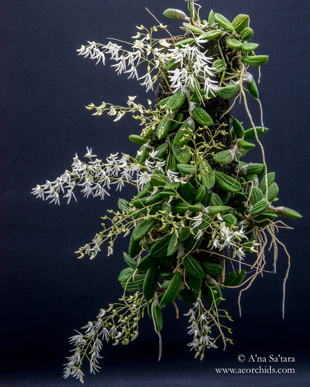 Dockrillia (Dendrobium) inguiformis orchid images