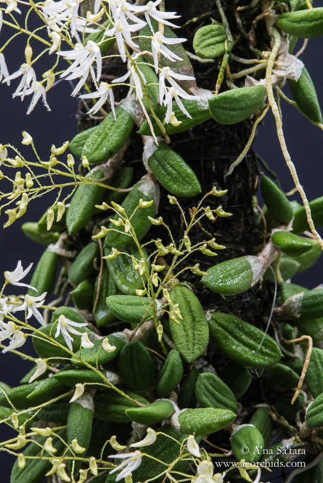 Dockrillia (Dendrobium) inguiformis orchid images