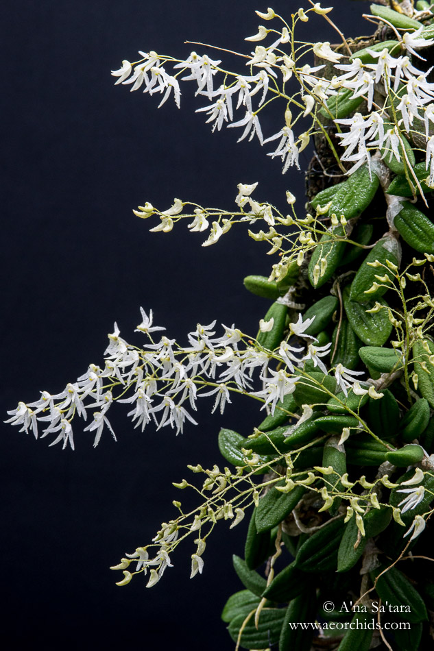 orchid images