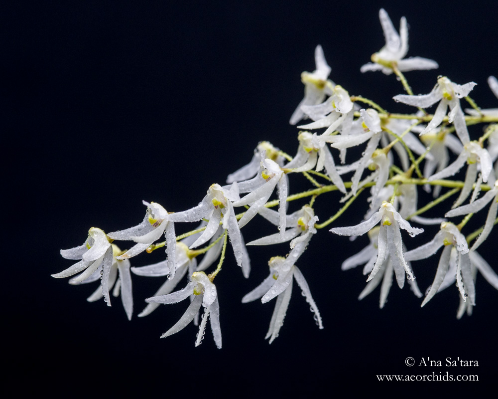 Dockrillia (Dendrobium) inguiformis orchid images