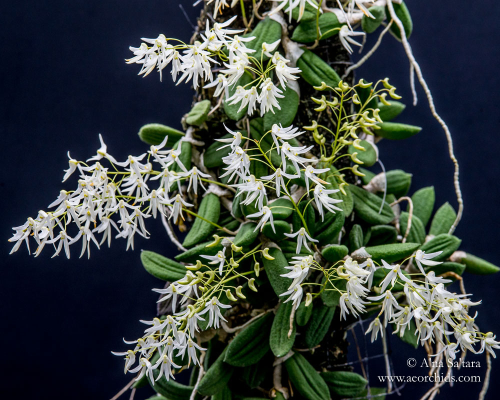 Dockrillia (Dendrobium) linguiformis orchid images