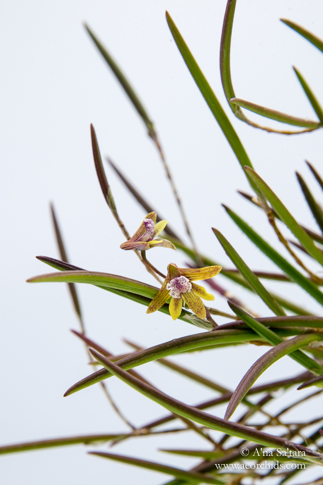 Dockrillia striolata x Dendrobium Ida Mary