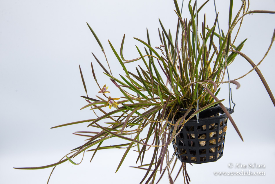 Dockrillia striolata x Dendrobium Ida Mary
