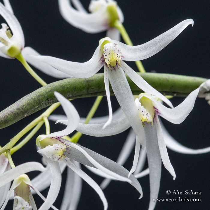 Dockrillia wasellii subsp?