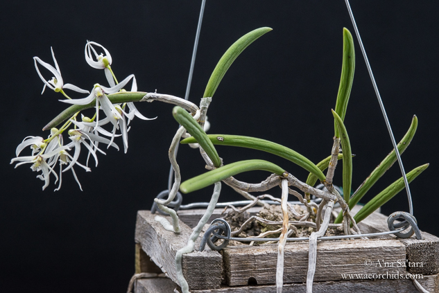 Dockrillia wasellii subsp?