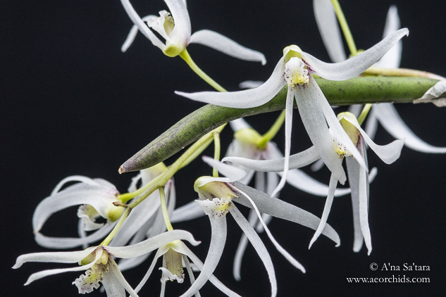 Dockrillia wasellii subsp?