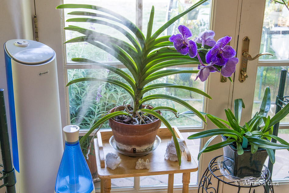 Part 2 The quest for indoor humidity for orchids