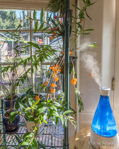 Ultrasonic humidifier for orchids