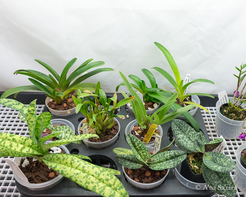 Humidity trays for orchids