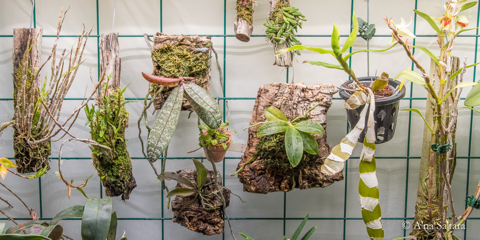 Indoor orchid growing hanging mounts