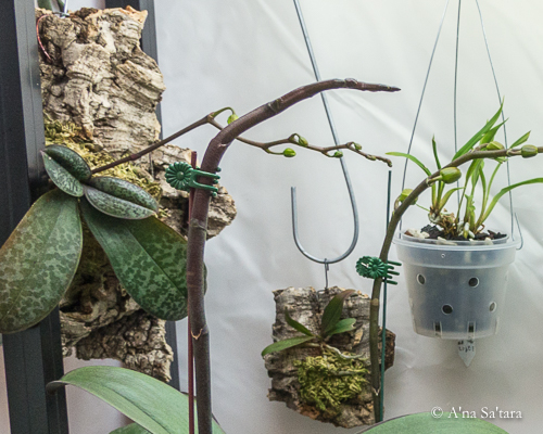 Mounted orchids indoor growing area