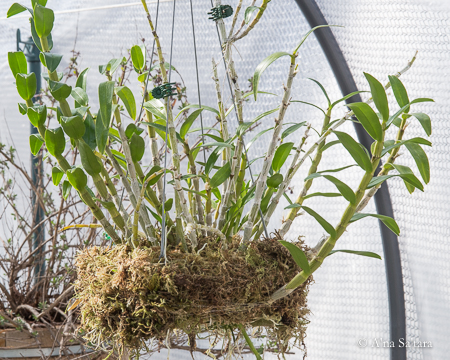 Orchid mount moss basket