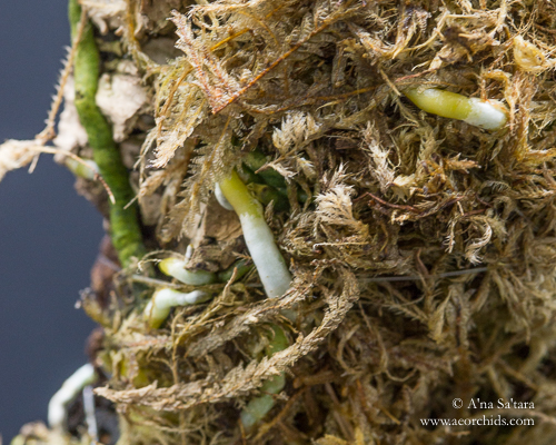 root growth on orchid