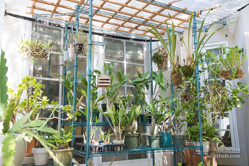 Outdoor orchid growing benches