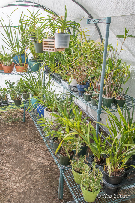 Outdoor orchid growing benches shade house