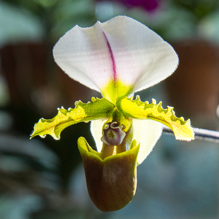 orchid