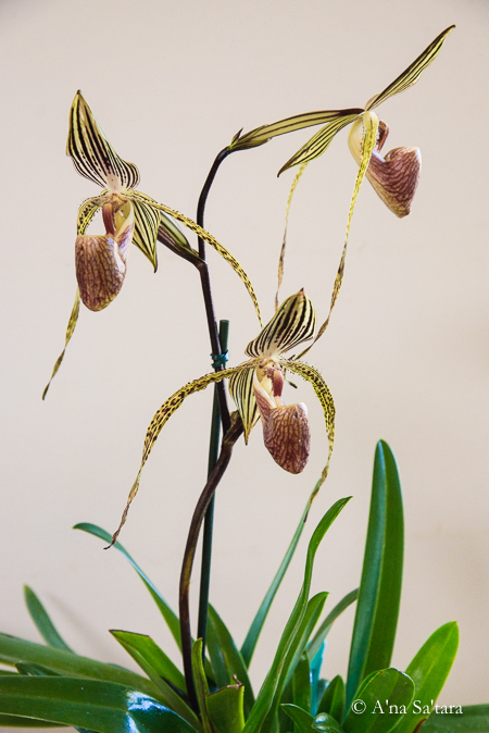Paphiopedilum Genevieve Booth