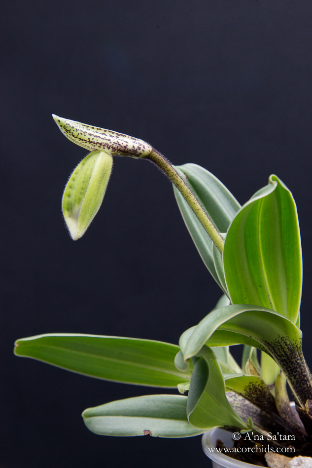 Paphiopedium Leeanum orchid images