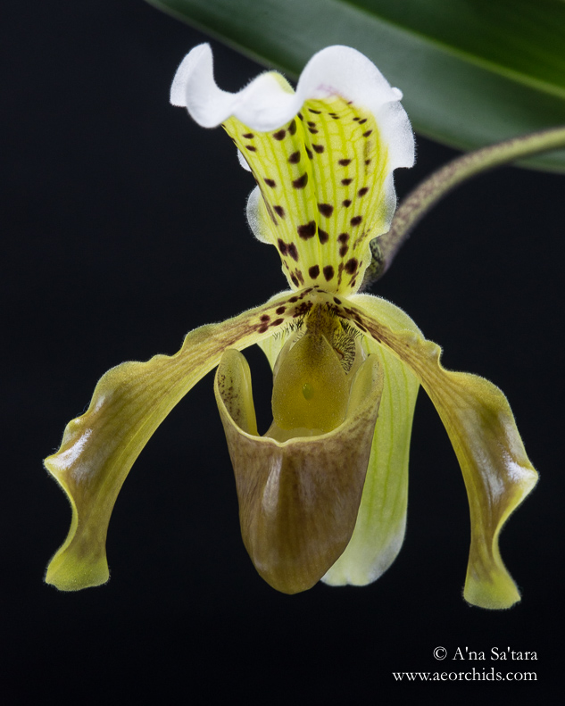 Paphiopedium Leeanum orchid images