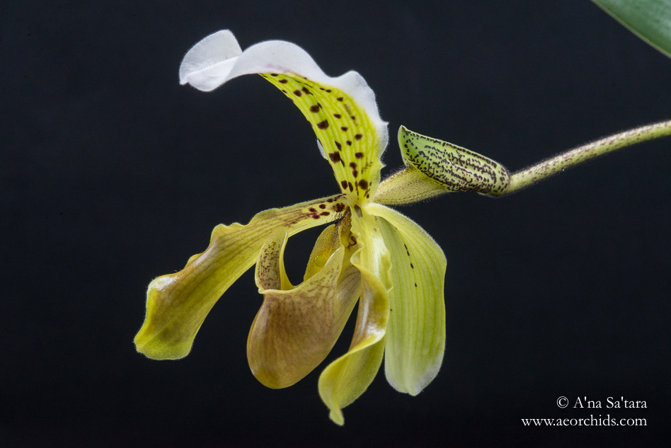 Paphiopedium Leanum orchid images