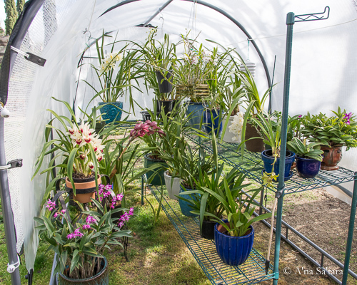 Shadehouse orchid benches