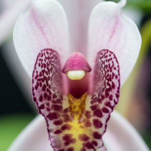 Cymbidium Cherry Blossom 'Profusion'