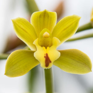 Cymbidium Mitzi Mabel