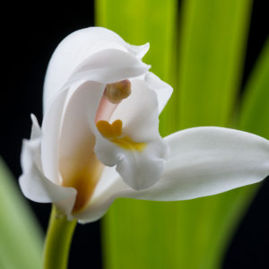 Cymbidium banaense