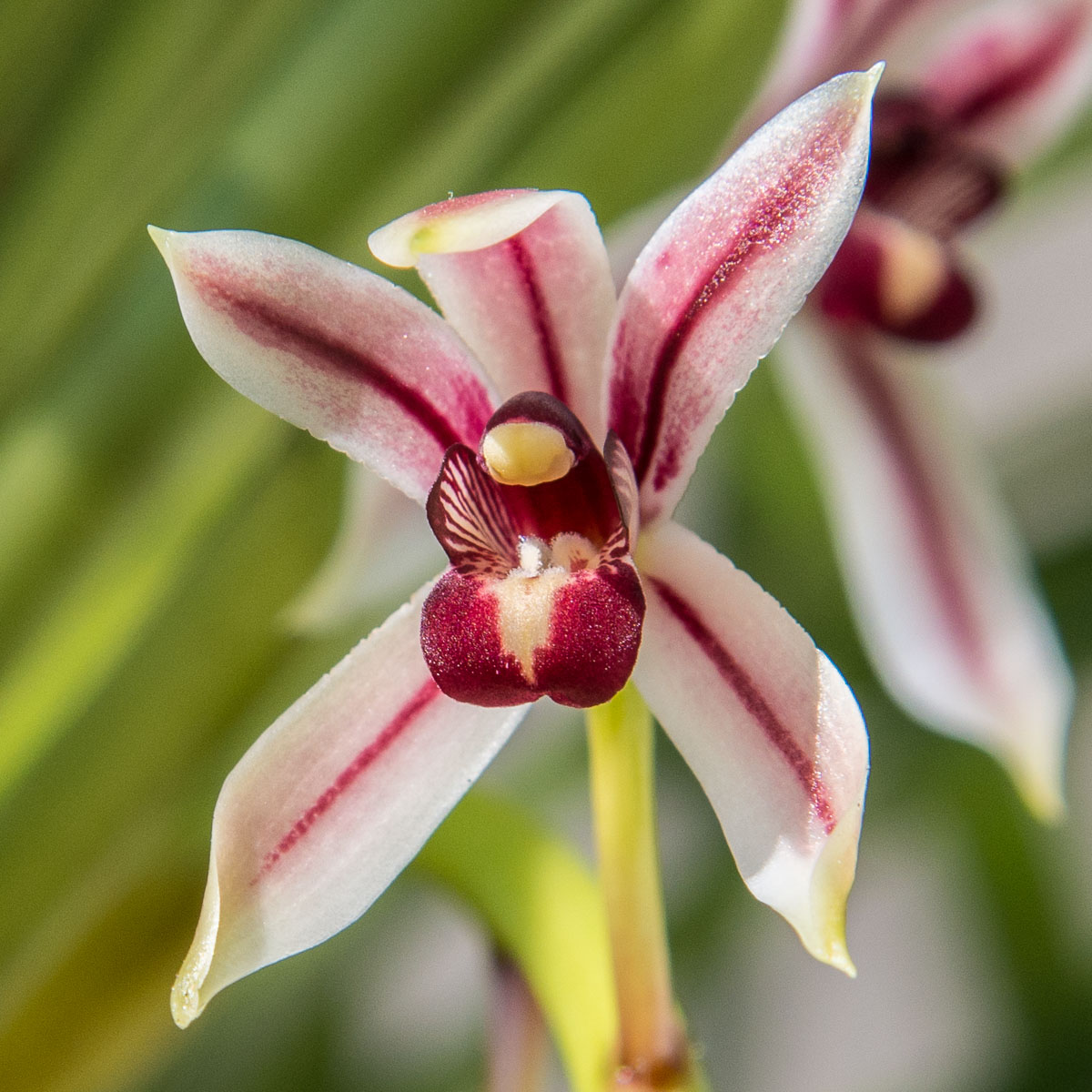 Cymbidium