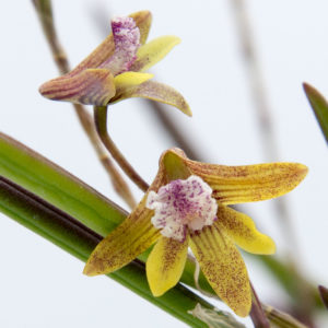 Dendrobium Ida Mary x Dockrillia Ida Mary