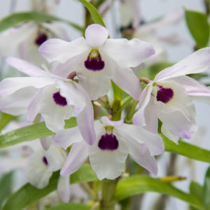 Dendrobium Nagasaki 'Cherry Blossom''