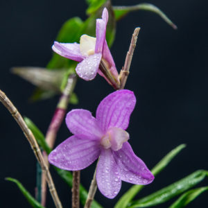 Dendrobium Pfeiff's Kaleidoscope