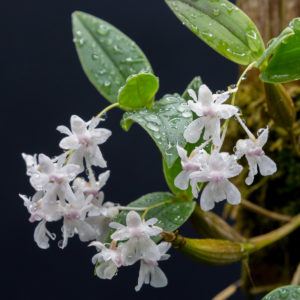 Dendrobium aberrans