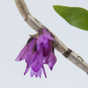 Dendrobium gnomus