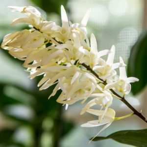 Dendrobium jonesii
