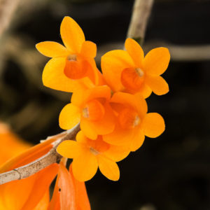 Dendrobium subclausum pure orange