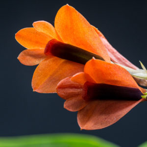 Dendrobium vexillarius red