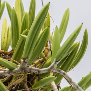 Dendrobium wasselli