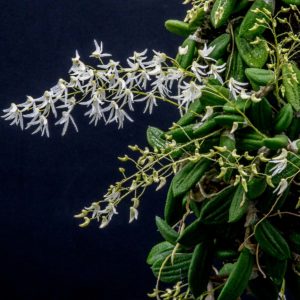 Dockrillia (Dendrobium) inguiformis