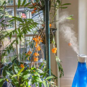 Indoor Humidity for orchids