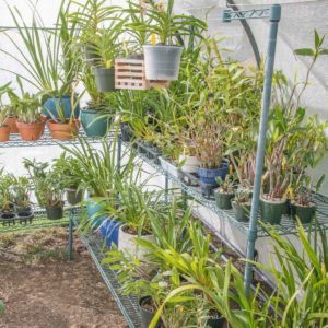 Outdoor indoor orchid growing benches