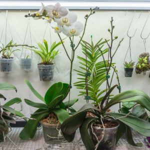 Top shelf of orchid growing area