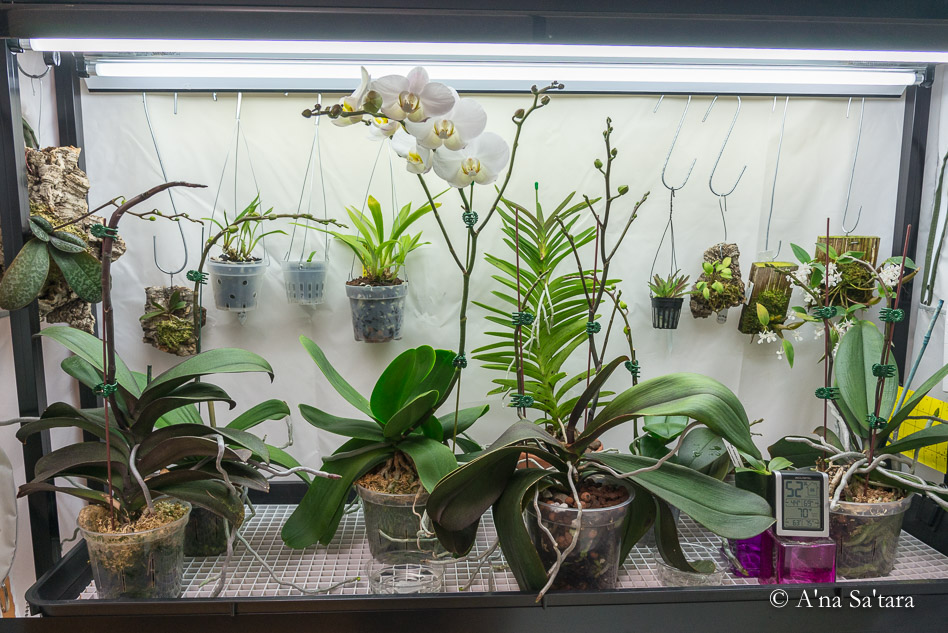 Top shelf of orchid growing area