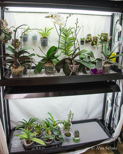 Two shelf growing area under fluorescent lights