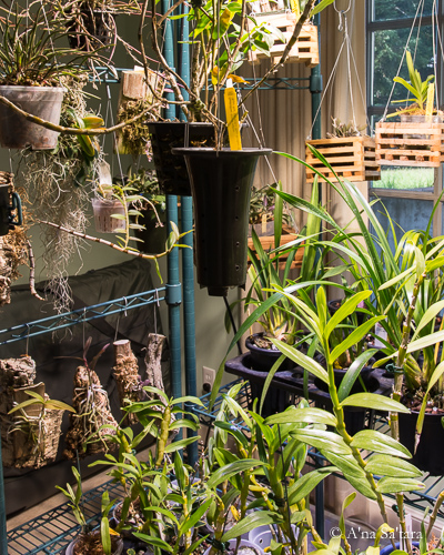 Orchid growing space for mounts