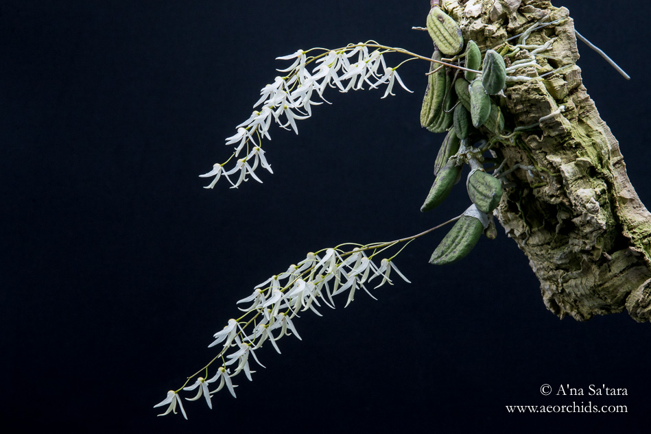 Dockrillia (Dendrobium) linguiformis orchid images
