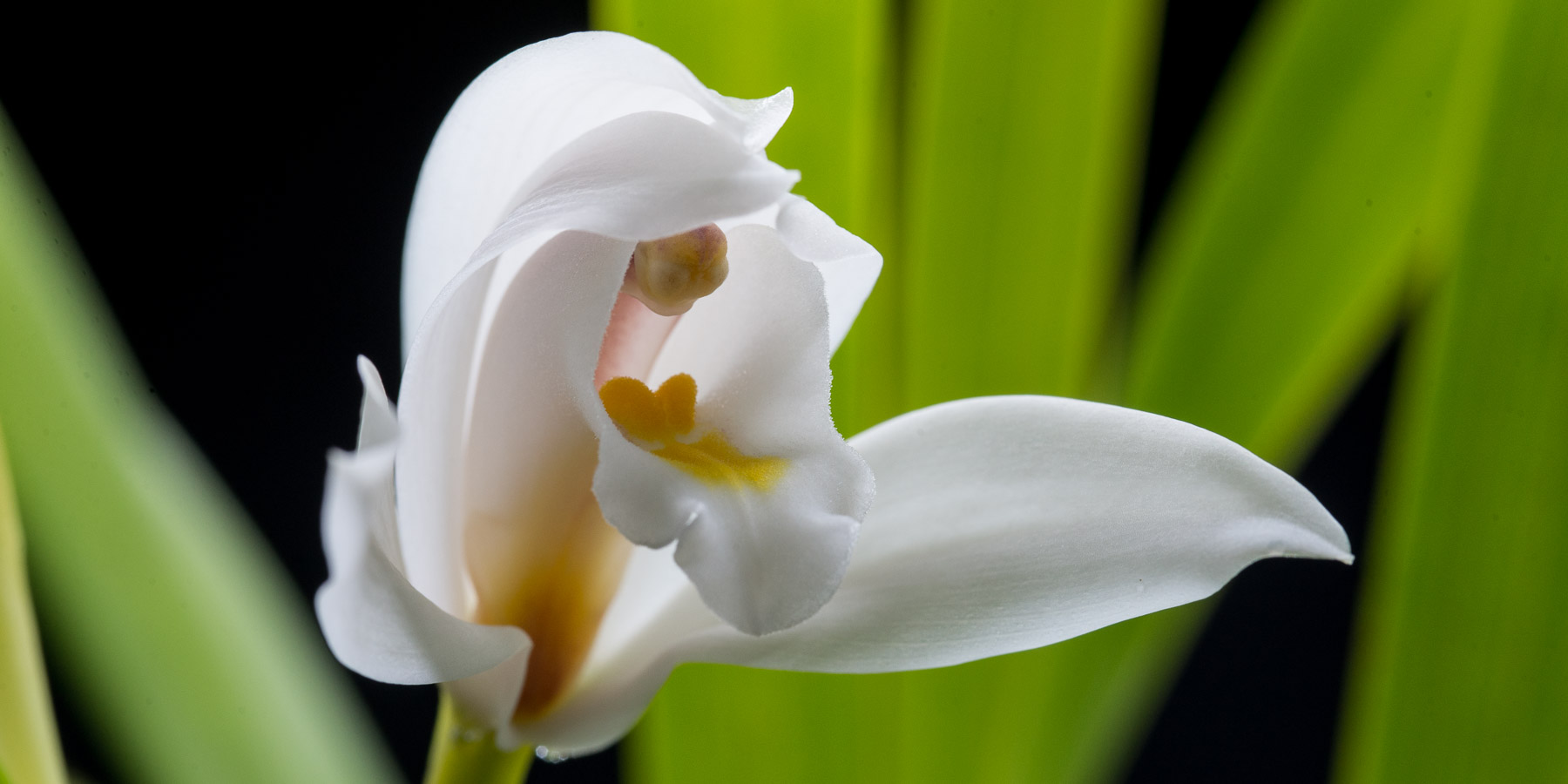 Orchid Portraits